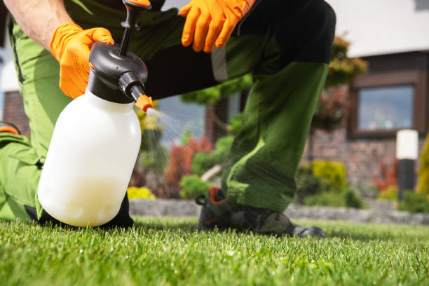 Wasp Removal Services in Hermitage, PA