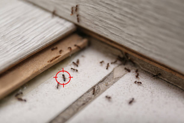 Best Local Pest Control Services  in Hermitage, PA