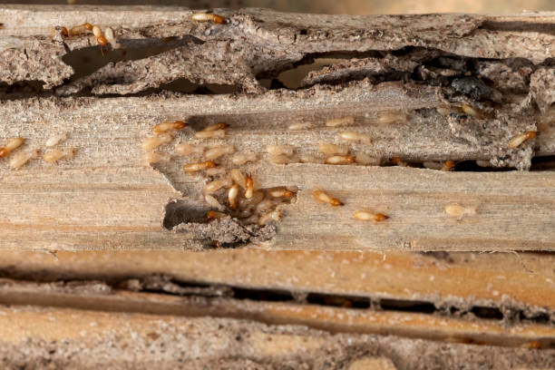 Best Wasp Removal Services  in Hermitage, PA