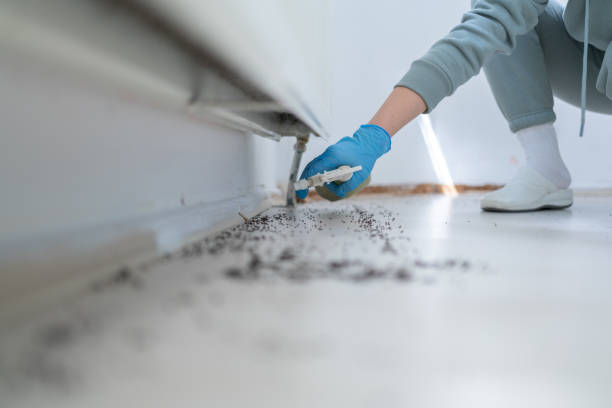 Best Ant Control Services  in Hermitage, PA